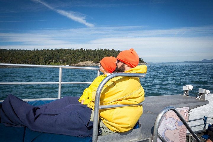 Walbeobachtungstour auf Vancouver Island, Kanada, mit Sichtungen von Meerestieren, Foto 12 | wizardtrip