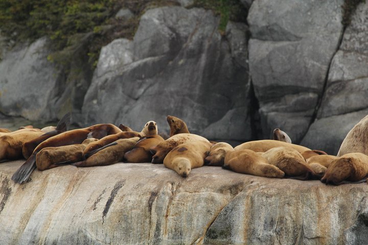 Walbeobachtungstour auf Vancouver Island, Kanada, mit Sichtungen von Meerestieren, Foto 13 | wizardtrip
