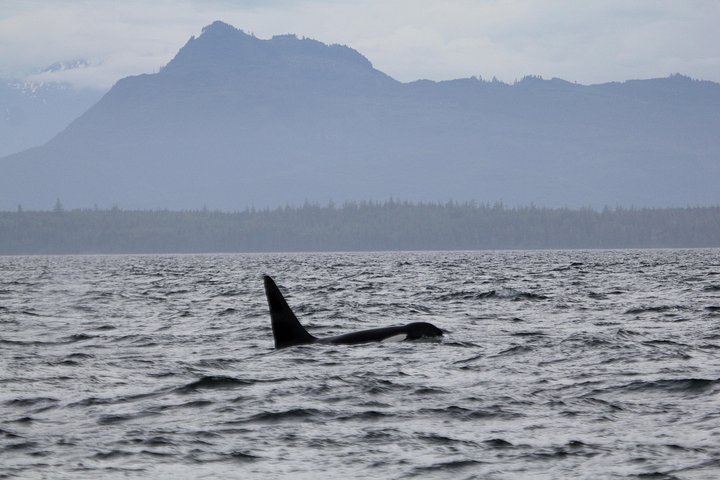 Walbeobachtungstour auf Vancouver Island, Kanada, mit Sichtungen von Meerestieren, Foto 14 | wizardtrip