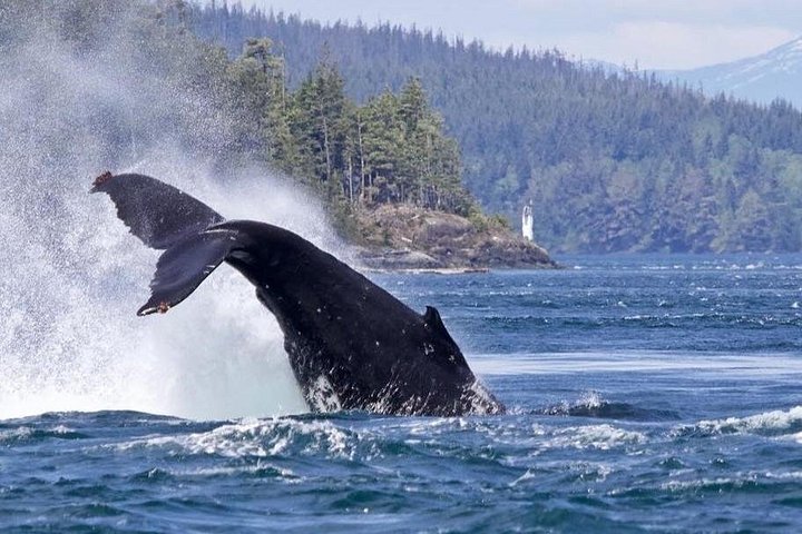 Walbeobachtungstour auf Vancouver Island, Kanada, mit Sichtungen von Meerestieren, Foto 16 | wizardtrip