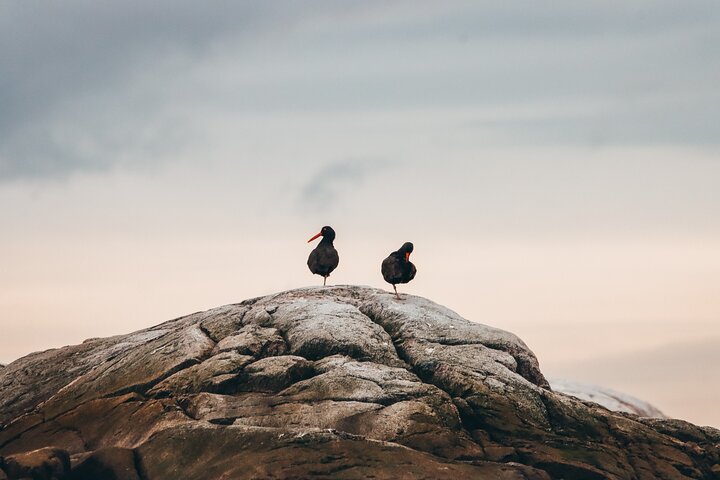 Solnedgangs hvalsafari-eventyr fra Vancouver ombord på en luksuskataamaran, der spotter havdyreliv, foto 7 | wizardtrip