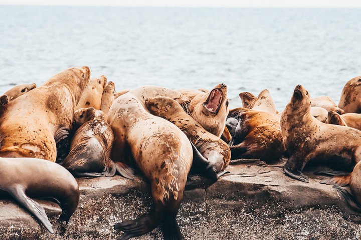 Solnedgangs hvalsafari-eventyr fra Vancouver ombord på en luksuskataamaran, der spotter havdyreliv, foto 8 | wizardtrip