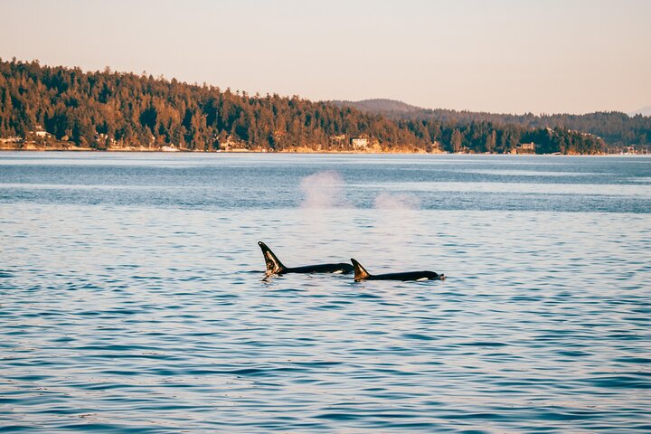 Solnedgangs hvalsafari-eventyr fra Vancouver ombord på en luksuskataamaran, der spotter havdyreliv, foto 10 | wizardtrip