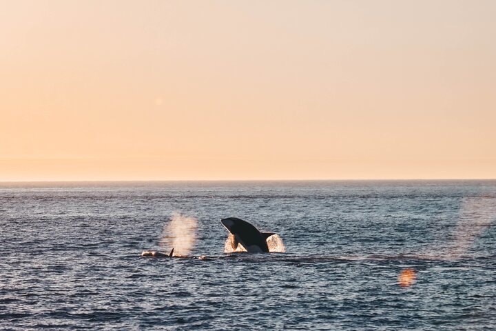 Solnedgangs hvalsafari-eventyr fra Vancouver ombord på en luksuskataamaran, der spotter havdyreliv, foto 11 | wizardtrip