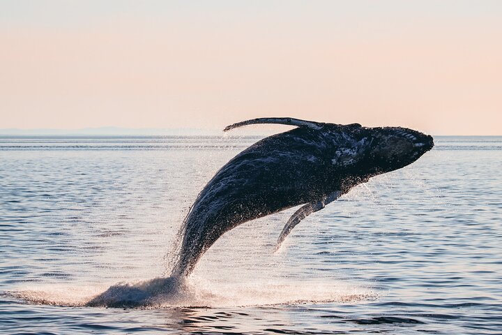 Solnedgangs hvalsafari-eventyr fra Vancouver ombord på en luksuskataamaran, der spotter havdyreliv, foto 12 | wizardtrip
