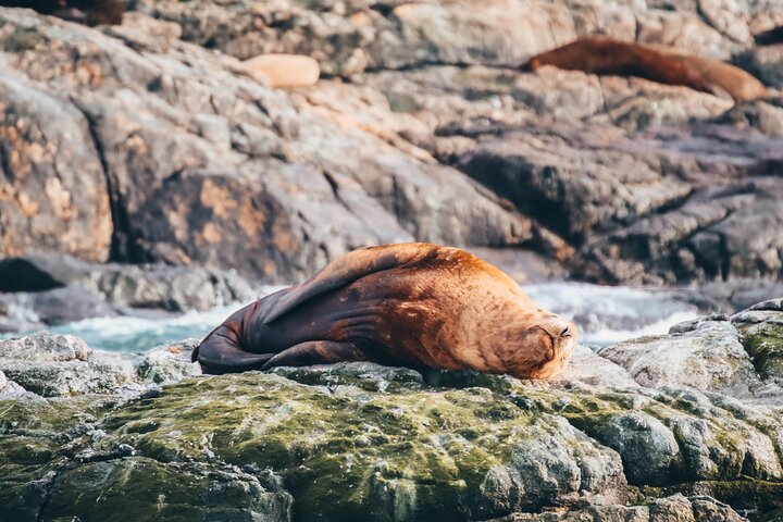 Solnedgangs hvalsafari-eventyr fra Vancouver ombord på en luksuskataamaran, der spotter havdyreliv, foto 13 | wizardtrip
