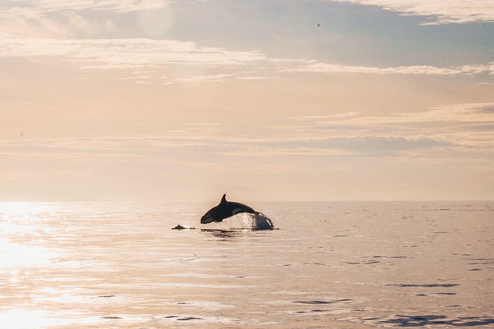 Solnedgangs hvalsafari-eventyr fra Vancouver ombord på en luksuskataamaran, der spotter havdyreliv, foto 14 | wizardtrip