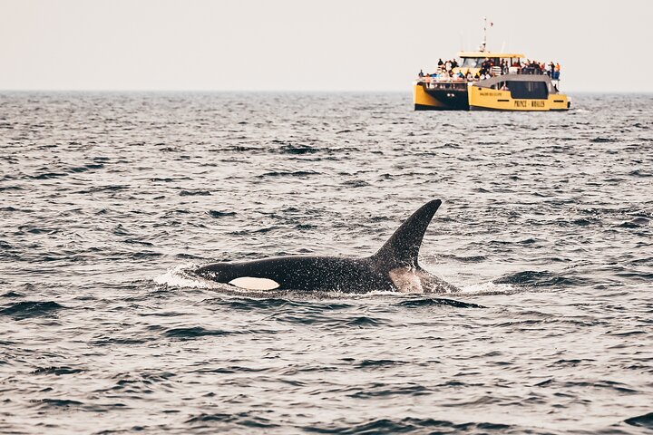 Solnedgangs hvalsafari-eventyr fra Vancouver ombord på en luksuskataamaran, der spotter havdyreliv, foto 15 | wizardtrip