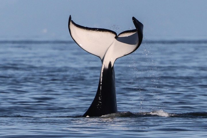 Victoria Half-Day Whale Watching Adventure with Free Photos | wizardtrip