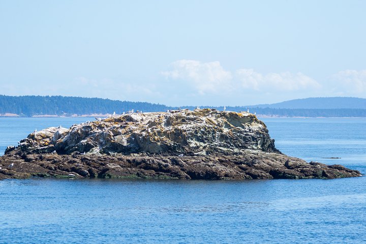 Walvissen spotten avontuur in Victoria, Canada, met zeeleven en schilderachtige kustgezichten, foto 7 | wizardtrip