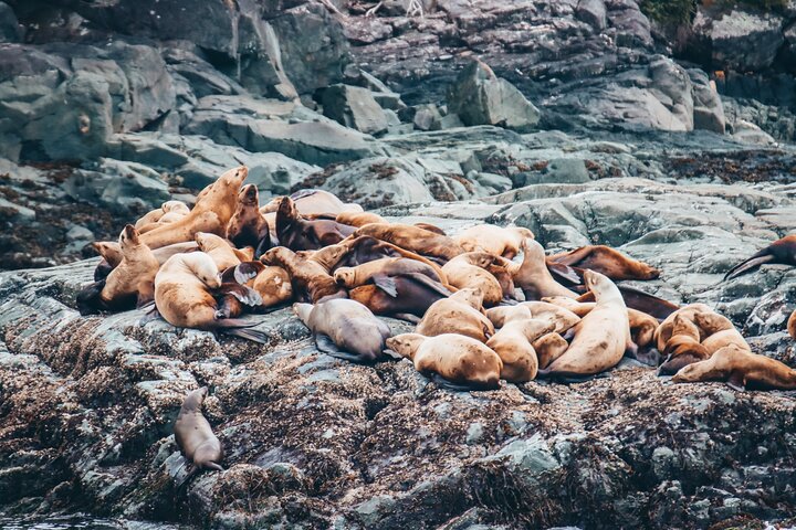 Walvissen spotten avontuur in Victoria, Canada, met zeeleven en schilderachtige kustgezichten, foto 11 | wizardtrip