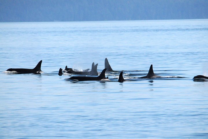 Walvissen spotten avontuur in Victoria, Canada, met zeeleven en schilderachtige kustgezichten, foto 15 | wizardtrip