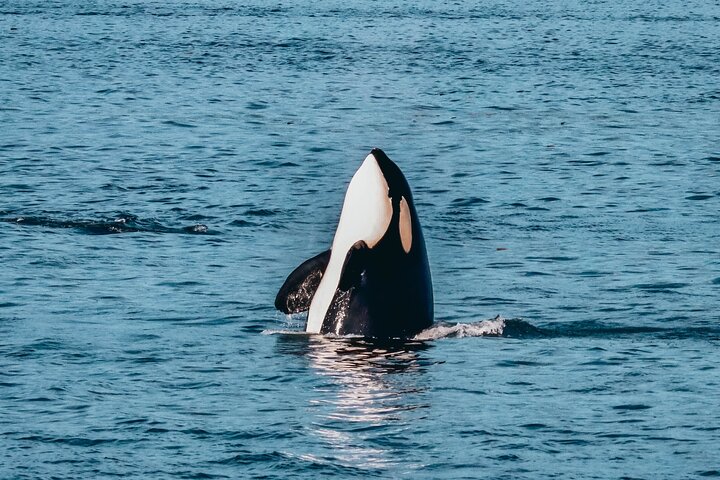 Walvissen spotten avontuur in Victoria, Canada, met zeeleven en schilderachtige kustgezichten, foto 24 | wizardtrip