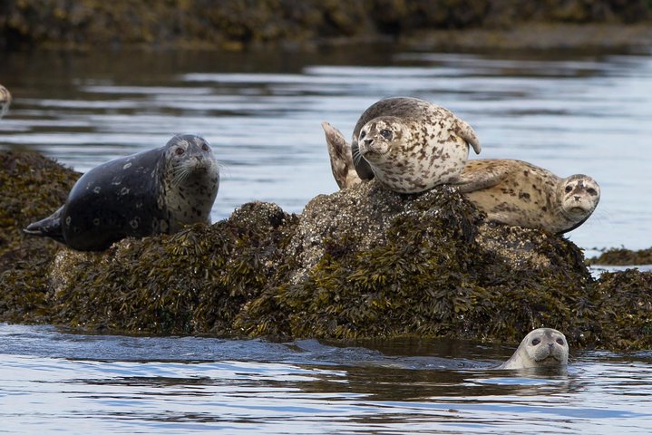 Walvissen spotten avontuur in Victoria, Canada, met zeeleven en schilderachtige kustgezichten, foto 27 | wizardtrip