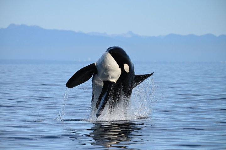 Vancouver Half-Day Whale Watching Adventure with Free Photos | wizardtrip