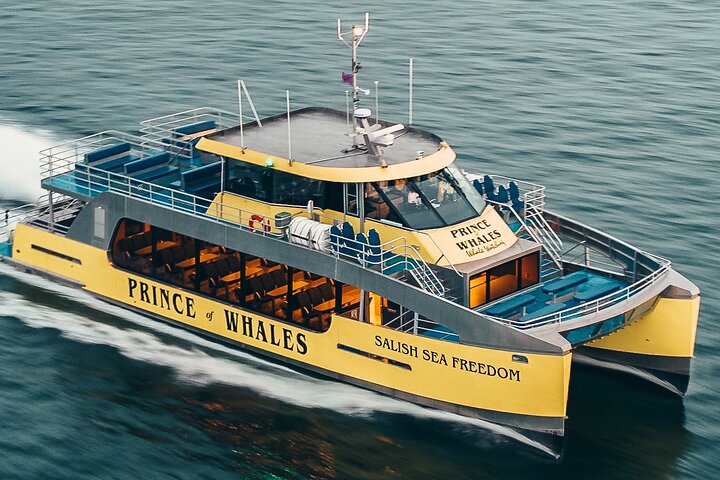 Découvrez la faune marine époustouflante de Vancouver lors d'une excursion d'observation des baleines d'une demi-journée à bord d'un catamaran de luxe, photo 6 | wizardtrip