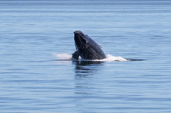 Découvrez la faune marine époustouflante de Vancouver lors d'une excursion d'observation des baleines d'une demi-journée à bord d'un catamaran de luxe, photo 8 | wizardtrip