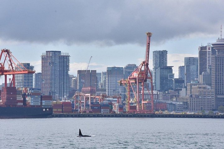 Découvrez la faune marine époustouflante de Vancouver lors d'une excursion d'observation des baleines d'une demi-journée à bord d'un catamaran de luxe, photo 9 | wizardtrip