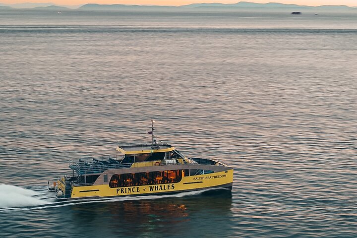 Découvrez la faune marine époustouflante de Vancouver lors d'une excursion d'observation des baleines d'une demi-journée à bord d'un catamaran de luxe, photo 10 | wizardtrip