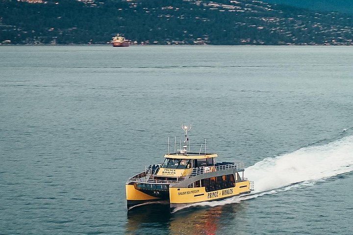 Découvrez la faune marine époustouflante de Vancouver lors d'une excursion d'observation des baleines d'une demi-journée à bord d'un catamaran de luxe, photo 12 | wizardtrip