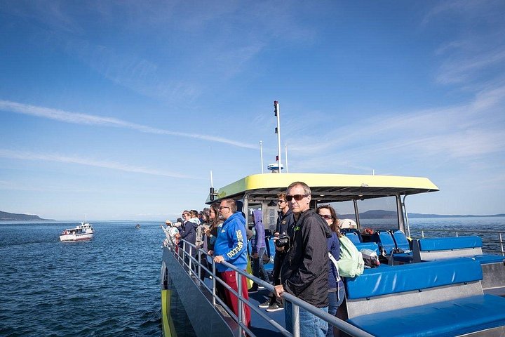 Découvrez la faune marine époustouflante de Vancouver lors d'une excursion d'observation des baleines d'une demi-journée à bord d'un catamaran de luxe, photo 14 | wizardtrip