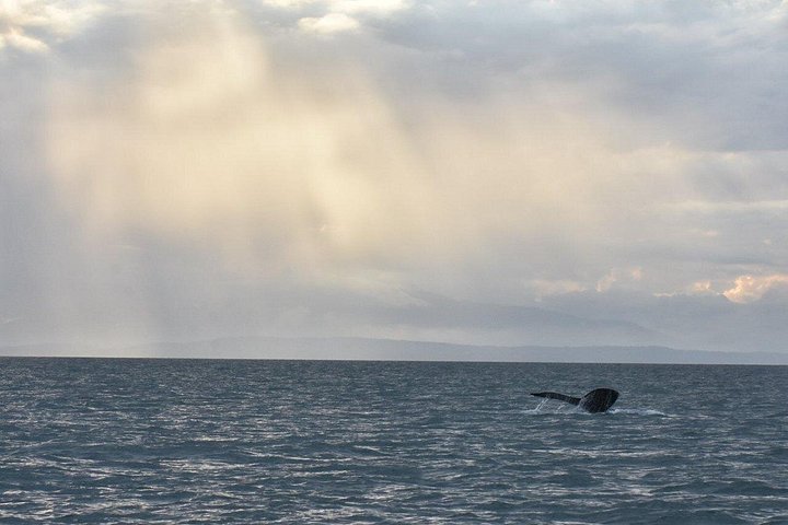 Découvrez la faune marine époustouflante de Vancouver lors d'une excursion d'observation des baleines d'une demi-journée à bord d'un catamaran de luxe, photo 16 | wizardtrip