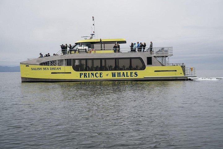 Découvrez la faune marine époustouflante de Vancouver lors d'une excursion d'observation des baleines d'une demi-journée à bord d'un catamaran de luxe, photo 17 | wizardtrip