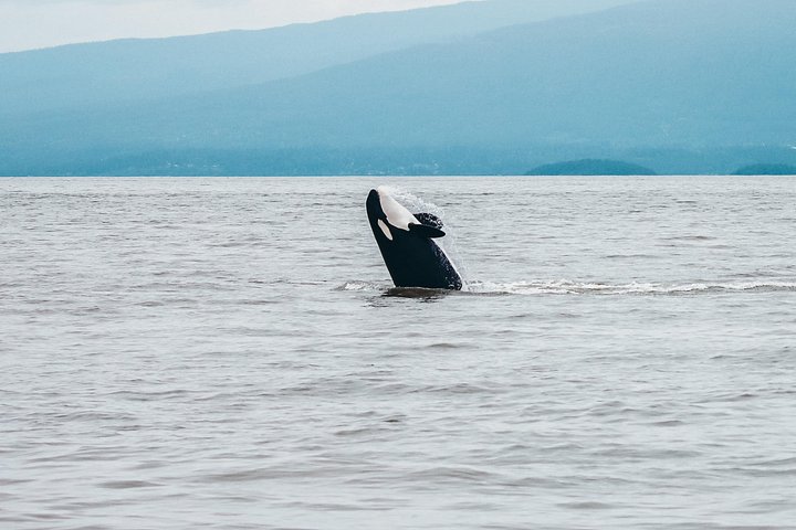 Découvrez la faune marine époustouflante de Vancouver lors d'une excursion d'observation des baleines d'une demi-journée à bord d'un catamaran de luxe, photo 19 | wizardtrip