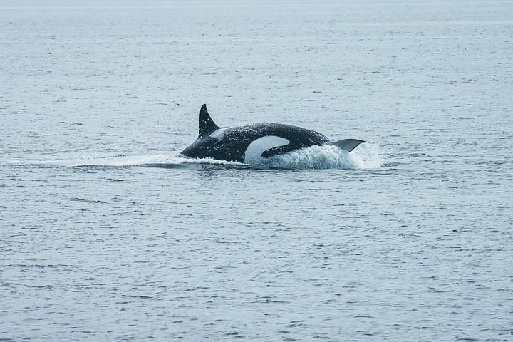 Découvrez la faune marine époustouflante de Vancouver lors d'une excursion d'observation des baleines d'une demi-journée à bord d'un catamaran de luxe, photo 20 | wizardtrip