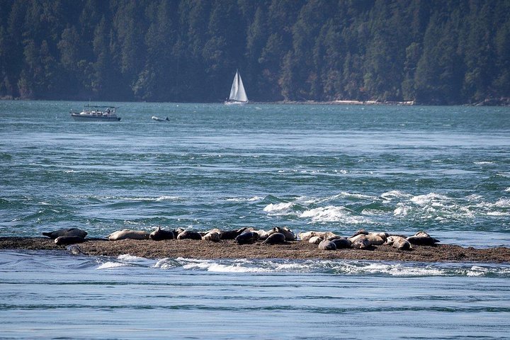 Découvrez la faune marine époustouflante de Vancouver lors d'une excursion d'observation des baleines d'une demi-journée à bord d'un catamaran de luxe, photo 21 | wizardtrip