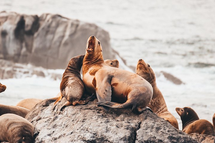 Découvrez la faune marine époustouflante de Vancouver lors d'une excursion d'observation des baleines d'une demi-journée à bord d'un catamaran de luxe, photo 22 | wizardtrip