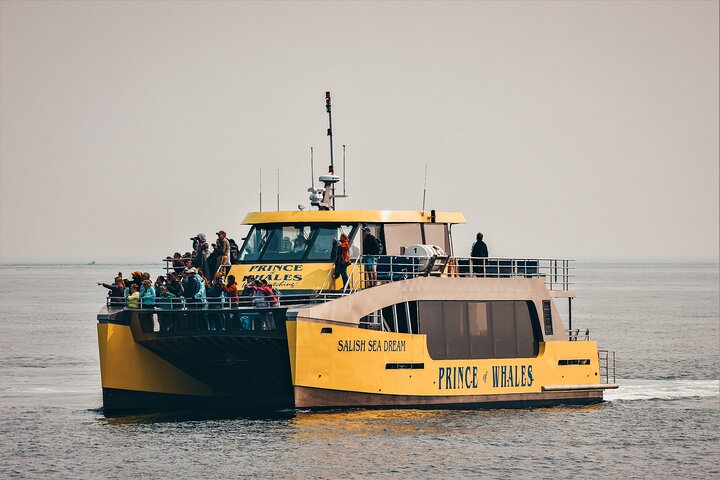 Découvrez la faune marine époustouflante de Vancouver lors d'une excursion d'observation des baleines d'une demi-journée à bord d'un catamaran de luxe, photo 23 | wizardtrip