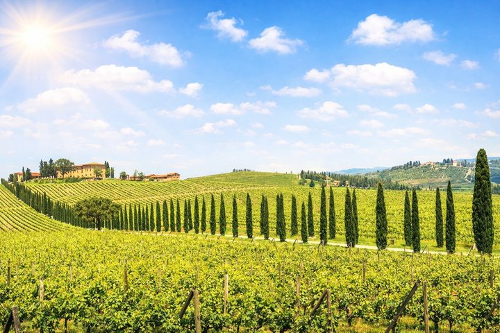 Excursão guiada de um dia inteiro pela Toscana a partir de Florença, visitando Pisa, San Gimignano e Siena com prova de vinhos, foto 7 | wizardtrip
