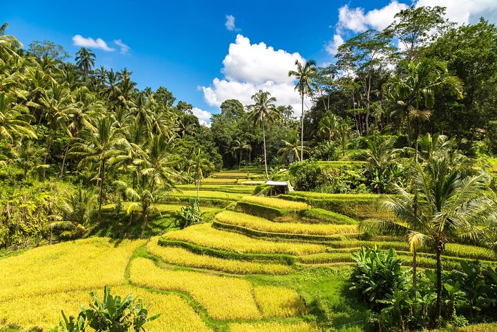 Private tour exploring Ubud's highlights including rice terraces, waterfalls, and monkey forest in Bali, photo 9 | wizardtrip