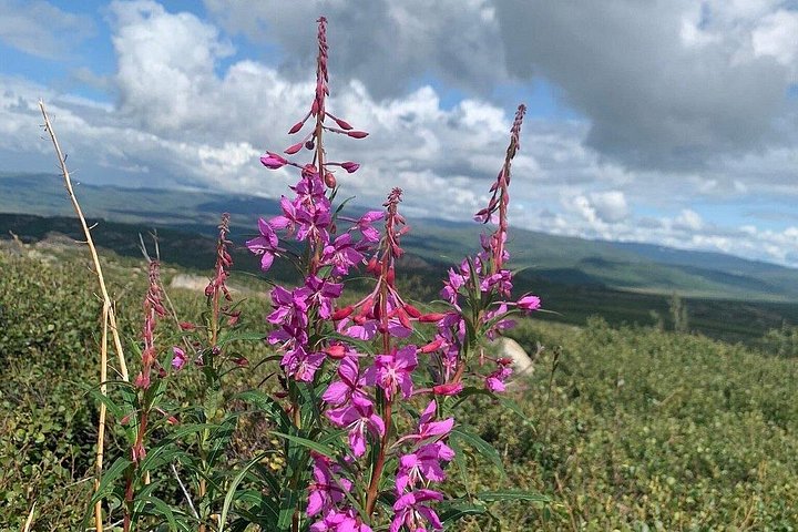 Day tour to the Arctic Circle from Fairbanks, Alaska, featuring the Dalton Highway and wilderness, photo 9 | wizardtrip