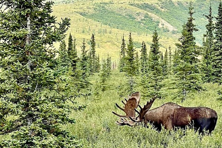 Day tour to the Arctic Circle from Fairbanks, Alaska, featuring the Dalton Highway and wilderness, photo 11 | wizardtrip