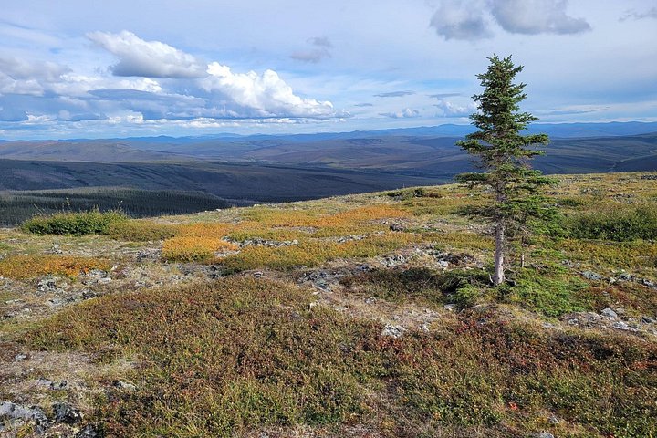 Day tour to the Arctic Circle from Fairbanks, Alaska, featuring the Dalton Highway and wilderness, photo 19 | wizardtrip
