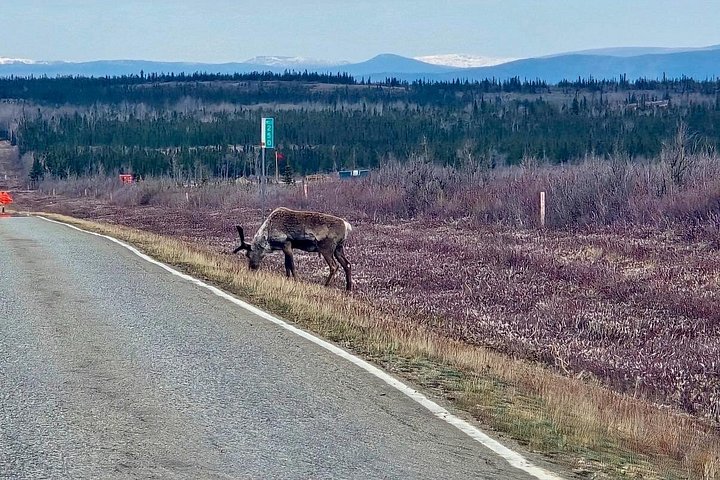 Day tour to the Arctic Circle from Fairbanks, Alaska, featuring the Dalton Highway and wilderness, photo 21 | wizardtrip
