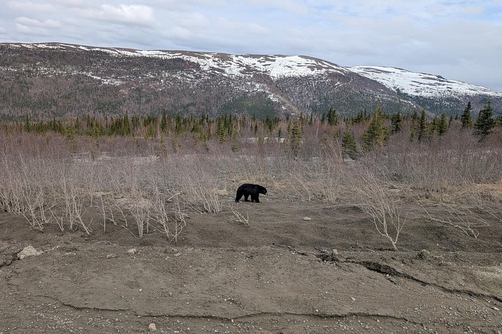 Day tour to the Arctic Circle from Fairbanks, Alaska, featuring the Dalton Highway and wilderness, photo 25 | wizardtrip