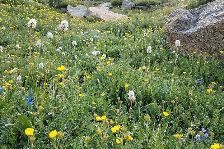 Tour panoramico del Rocky Mountain National Park da Denver, con fauna selvatica, montagne ed Estes Park, foto 7 | wizardtrip