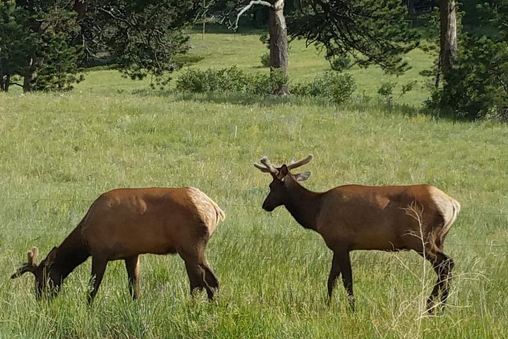 Tour panoramico del Rocky Mountain National Park da Denver, con fauna selvatica, montagne ed Estes Park, foto 8 | wizardtrip
