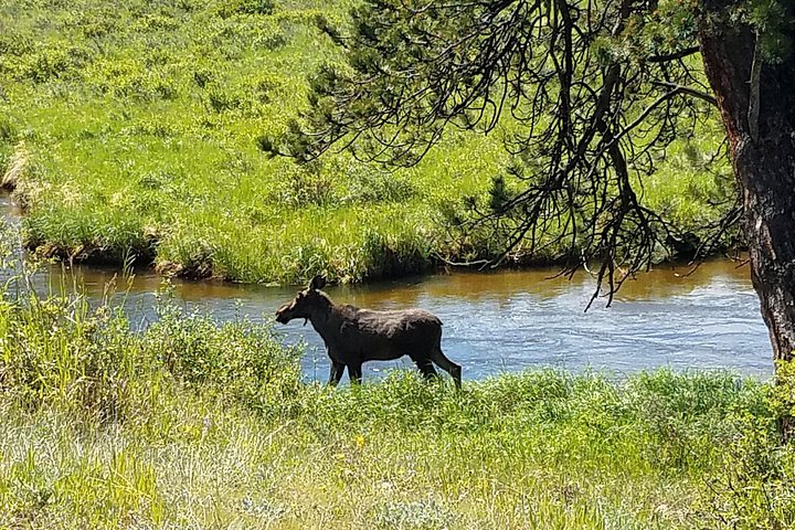 Tour panoramico del Rocky Mountain National Park da Denver, con fauna selvatica, montagne ed Estes Park, foto 9 | wizardtrip