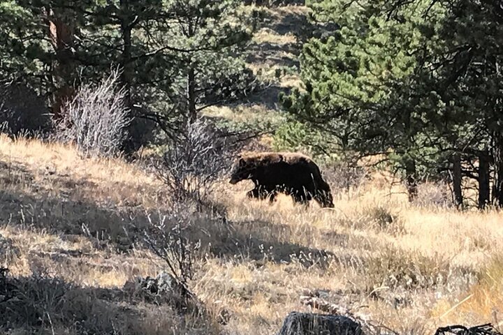Tour panoramico del Rocky Mountain National Park da Denver, con fauna selvatica, montagne ed Estes Park, foto 10 | wizardtrip