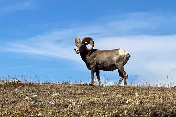 Tour panoramico del Rocky Mountain National Park da Denver, con fauna selvatica, montagne ed Estes Park, foto 17 | wizardtrip