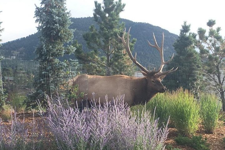 Tour panoramico del Rocky Mountain National Park da Denver, con fauna selvatica, montagne ed Estes Park, foto 18 | wizardtrip