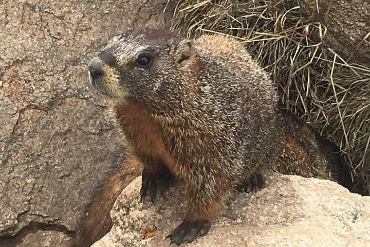 Tour panoramico del Rocky Mountain National Park da Denver, con fauna selvatica, montagne ed Estes Park, foto 19 | wizardtrip