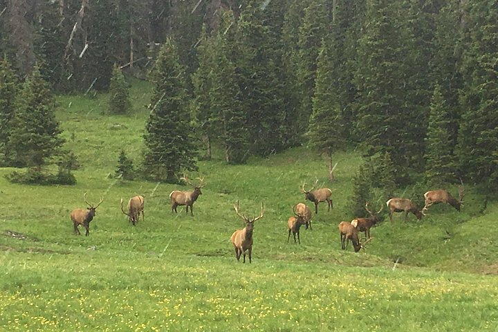 Tour panoramico del Rocky Mountain National Park da Denver, con fauna selvatica, montagne ed Estes Park, foto 20 | wizardtrip