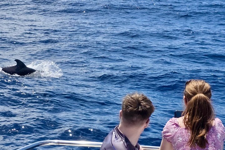 Katamaranfahrt auf Teneriffa zur Wal- und Delfinbeobachtung mit unbegrenzten Getränken, Foto 6 | wizardtrip