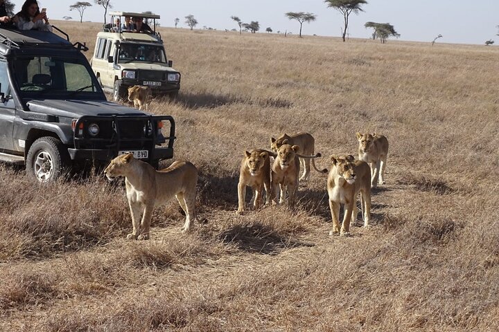 3-Daagse Groeps Safari naar Maasai Mara in een Landcruiser Jeep | wizardtrip