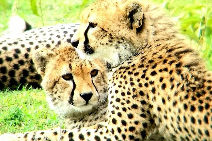 Experimente uma aventura de safari em grupo de 3 dias na Reserva Nacional Maasai Mara do Quénia, com observação de vida selvagem e encontros culturais, foto 9 | wizardtrip